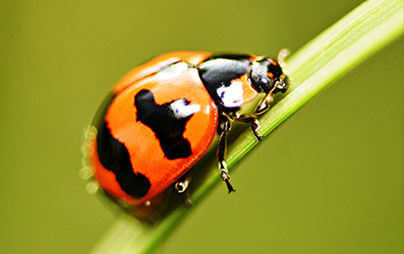 Fall pest prevention including Asian lady beetles in Oshkosh