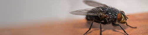 Cluster Fly Exterminators in Wisconsin