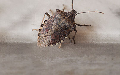 Wisconsin Stink Bug Exterminators