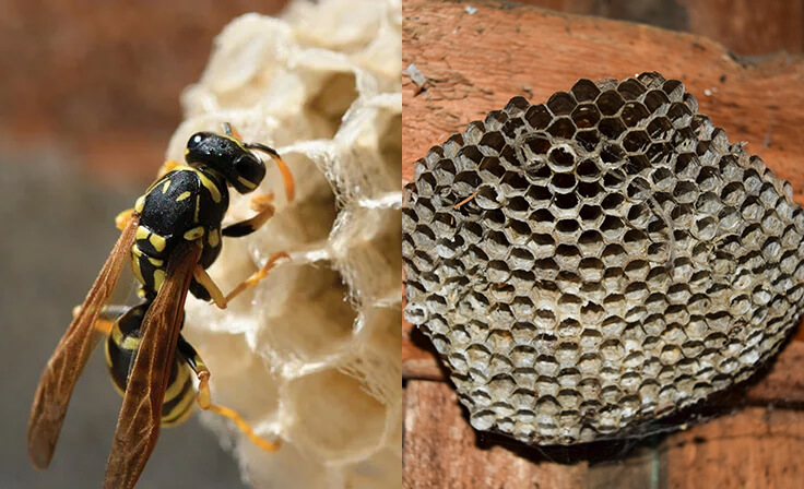 paper wasp wasps bee identify european identification wisconsin hornets insect yellow bees bugs invasive pest jacket elder beetles box asian