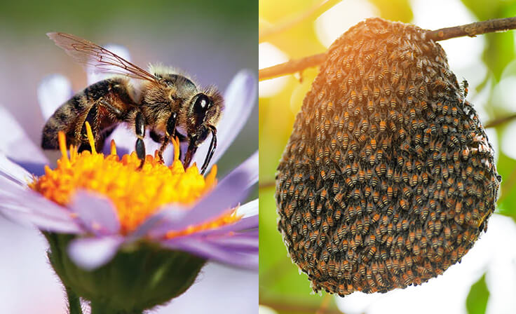 Honey Bee Identification