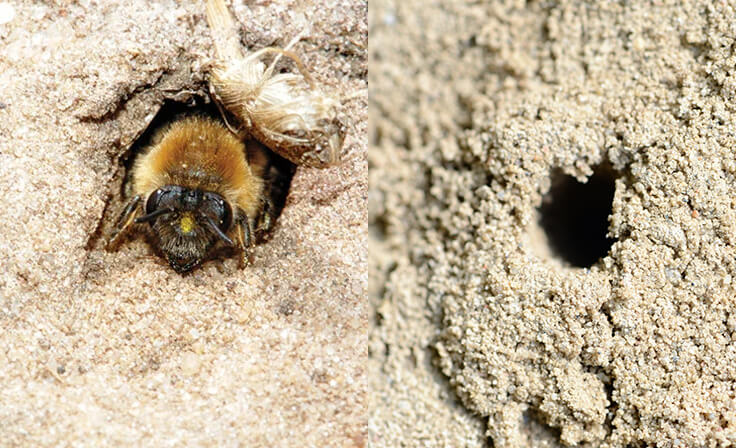 Mining Bees Are A Stinging Nuisance