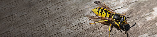 yellow jacket ground bees