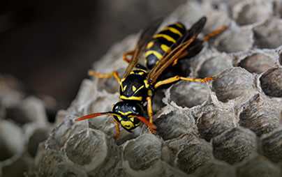Winneconne Wasp & Hornet Extermination